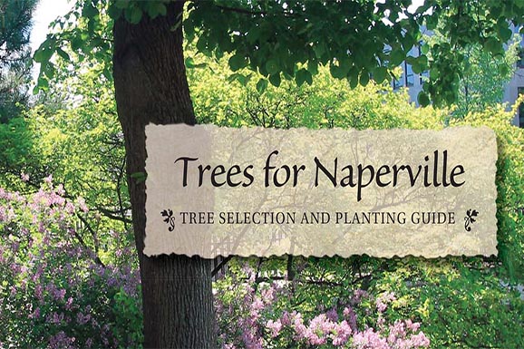 Trees for Naperville