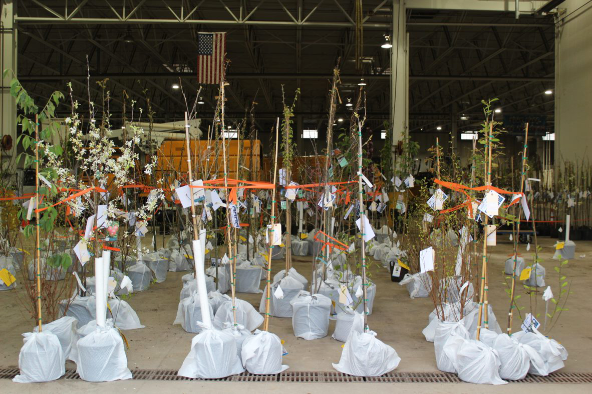 Potted trees in rows awaiting purchase at the department of public works