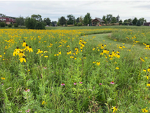 field of native vegetation plants 