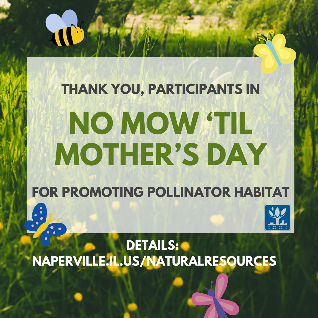 Flyer thanking people for participating in no-mow 'til Mother's Day, with grass and orange and blue butterflies.