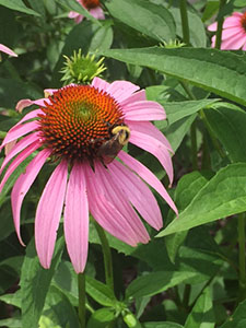 Bees visit the Pollination Station